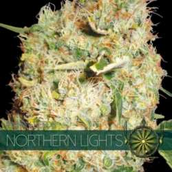 10 UND FEM- NORTHERN LIGHTS * VISION SEEDS 10 UND FEMINIZADAS