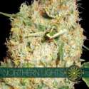10 UND FEM- NORTHERN LIGHTS * VISION SEEDS 10 UND FEMINIZADAS