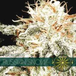10 UND FEM - RUSSIAN SNOW * VISION SEEDS 10 UND FEMINIZADAS