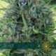 10 UND FEM - AK 49 * VISION SEEDS 10 UND FEMINIZADAS