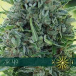 10 UND FEM - AK 49 * VISION SEEDS 10 UND FEMINIZADAS