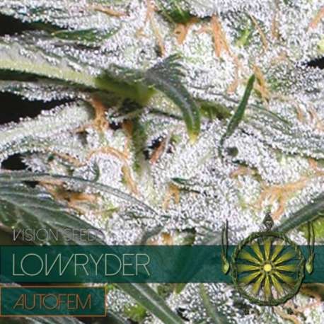 10 UND FEM - LOWRYDER AUTOFLOWERING * VISION SEEDS 10 UND FEMINIZADAS