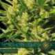 10 UND FEM - NORTHERN LIGHTS AUTOFLOWERING * VISION SEEDS 10 UND FEMINIZADAS