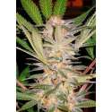 3 UND FEM - S.A.D. SWEET AFGANI DELICIOUS S1 ® * SWEET SEEDS 3 UND FEMINIZADAS