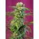 3 UND FEM - SWEET TAI ® * SWEET SEEDS 3 UND FEMINIZADAS