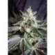 3 UND FEM - BLACK JACK ® * SWEET SEEDS 3 UND FEMINIZADAS