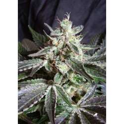 3 UND FEM - BLACK JACK ® * SWEET SEEDS 3 UND FEMINIZADAS