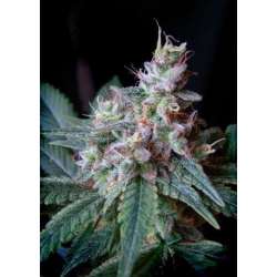 3 UND FEM - CREAM CARAMEL ® * SWEET SEEDS 3 UND FEMINIZADAS