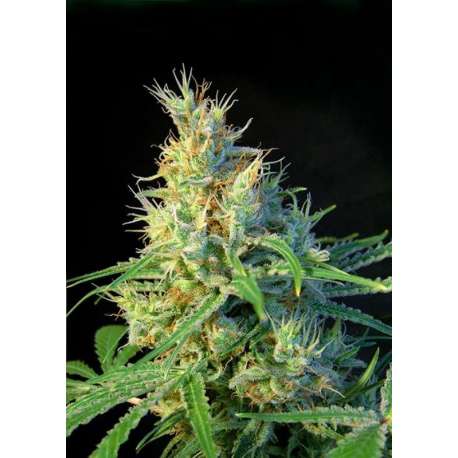 3 UND FEM - PSICODELICIA ® * SWEET SEEDS 3 UND FEMINIZADAS