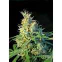 3 UND FEM - PSICODELICIA ® * SWEET SEEDS 3 UND FEMINIZADAS