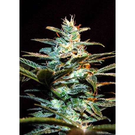 3 UND FEM - ICE COOL ® * SWEET SEEDS 3 UND FEMINIZADAS