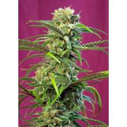 5 UND FEM - SWEET TAI ® * SWEET SEEDS 5 UND FEMINIZADAS