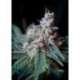 5 UND FEM - CREAM CARAMEL ® * SWEET SEEDS 5 UND FEMINIZADAS