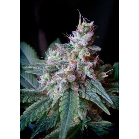 5 UND FEM - CREAM CARAMEL ® * SWEET SEEDS 5 UND FEMINIZADAS