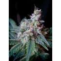5 UND FEM - CREAM CARAMEL ® * SWEET SEEDS 5 UND FEMINIZADAS