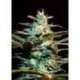 5 UND FEM - ICE COOL ® * SWEET SEEDS 5 UND FEMINIZADAS