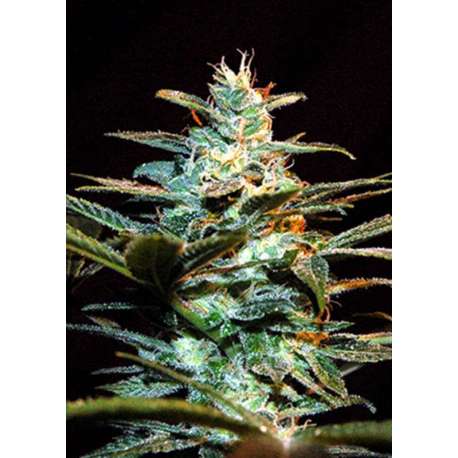 5 UND FEM - ICE COOL ® * SWEET SEEDS 5 UND FEMINIZADAS