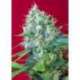 3 UND FEM - GREEN POISON ® * SWEET SEEDS 3 UND FEMINIZADAS