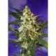 3 UND FEM - FAST BUD AUTO * SWEET SEEDS 3 UND FEMINIZADAS