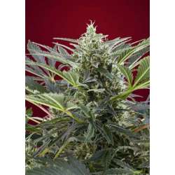 3 UND FEM - CREAM 47 * SWEET SEEDS 3 UND FEMINIZADAS