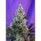 3 UND FEM - SWEET SKUNK AUTO * SWEET SEEDS 3 UND FEMINIZADAS