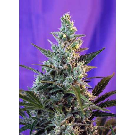 3 UND FEM - SWEET SKUNK AUTO * SWEET SEEDS 3 UND FEMINIZADAS