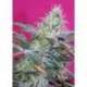 3 UND FEM - SWEET CHEESE AUTO ® * SWEET SEEDS 3 UND FEMINIZADAS