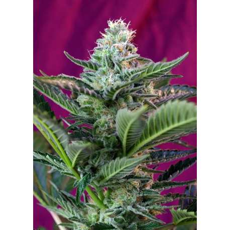 3 UND FEM - MOHAN RAM AUTO ® * SWEET SEEDS 3 UND FEMINIZADAS