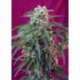 3 UND FEM - GREEN POISON AUTO ® * SWEET SEEDS 3 UND FEMINIZADAS
