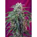 3 UND FEM - GREEN POISON AUTO ® * SWEET SEEDS 3 UND FEMINIZADAS