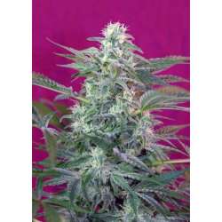 3 UND FEM - BIG FOOT * SWEET SEEDS 3 UND FEMINIZADAS