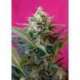 3 UND FEM - BIG DEVIL XL AUTO ® * SWEET SEEDS 3 UND FEMINIZADAS