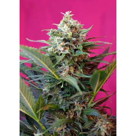 3 UND FEM - BIG DEVIL XL AUTO ® * SWEET SEEDS 3 UND FEMINIZADAS