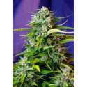 3 UND FEM - JACK 47 AUTO ® * SWEET SEEDS 3 UND FEMINIZADAS