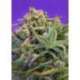 5 UND FEM - SWEET CHEESE ® * SWEET SEEDS 5 UND FEMINIZADAS