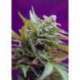 5 UND FEM - BLACK JACK AUTO ® * SWEET SEEDS 5 UND FEMINIZADAS