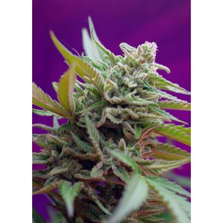 5 UND FEM - BLACK JACK AUTO ® * SWEET SEEDS 5 UND FEMINIZADAS