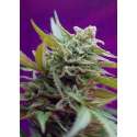 5 UND FEM - BLACK JACK AUTO ® * SWEET SEEDS 5 UND FEMINIZADAS