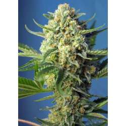 5 UND FEM - S.A.D. SWEET AFGANI DELICIOUS AUTO ® * SWEET SEEDS 5 UND FEMINIZADAS