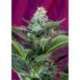 5 UND FEM - MOHAN RAM AUTO ® * SWEET SEEDS 5 UND FEMINIZADAS