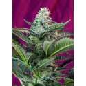 5 UND FEM - MOHAN RAM AUTO ® * SWEET SEEDS 5 UND FEMINIZADAS