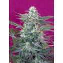 5 UND FEM - BIG FOOT * SWEET SEEDS 5 UND FEMINIZADAS