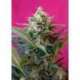 5 UND FEM - BIG DEVIL XL AUTO ® * SWEET SEEDS 5 UND FEMINIZADAS