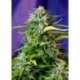 5 UND FEM - JACK 47 AUTO ® * SWEET SEEDS 5 UND FEMINIZADAS