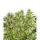 5 UND FEM - FEMALE MIX * SENSI WHITE LABEL FEMINIZADA 5 UND