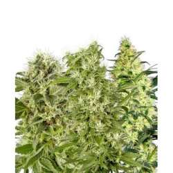 5 UND FEM - FEMALE MIX * SENSI WHITE LABEL FEMINIZADA 5 UND
