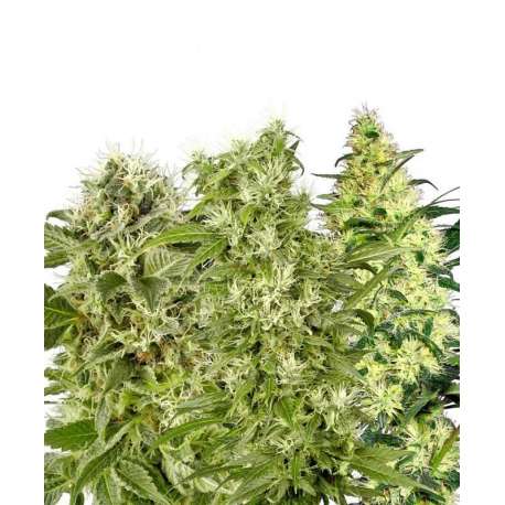 5 UND FEM - FEMALE MIX * SENSI WHITE LABEL FEMINIZADA 5 UND