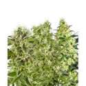 5 UND FEM - FEMALE MIX * SENSI WHITE LABEL FEMINIZADA 5 UND