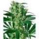 5 UND FEM - X-HAZE * SENSI WHITE LABEL 5 UND FEMINIZADAS