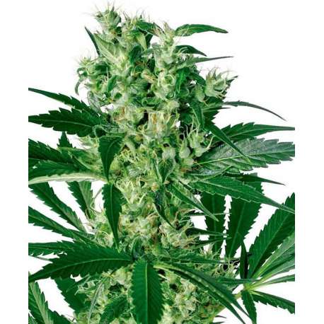 5 UND FEM - X-HAZE * SENSI WHITE LABEL 5 UND FEMINIZADAS